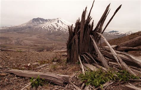 The 1980 eruption of Mount St. Helens Photos | Image #51 - ABC News