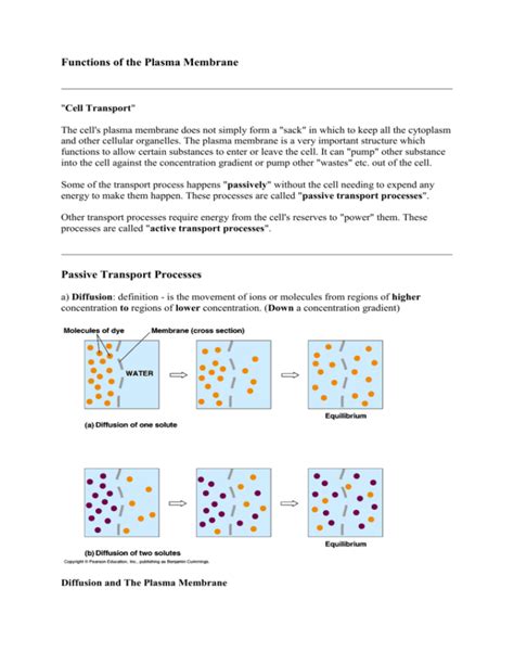 Functions of the Plasma Membrane