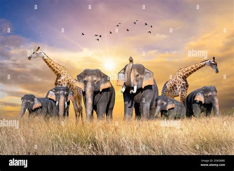 Large group of african safari animals. Wildlife conservation concept ...