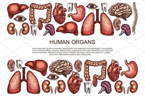 Human organs vector sketch body anatomy poster | Healthcare ...