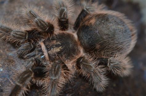 Tliltocatl albopilosus / Brachypelma albopilosum (Curly hair tarantula ...