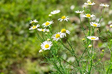 How to Grow Chamomile in Containers | Gardener’s Path