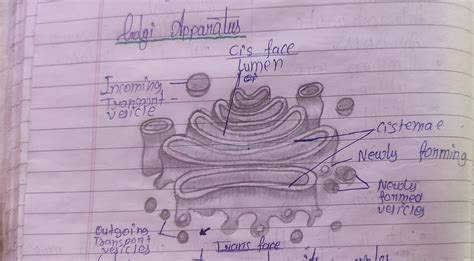 Golgi apparatus 3d diagram | Drawings, Diagram, Draw