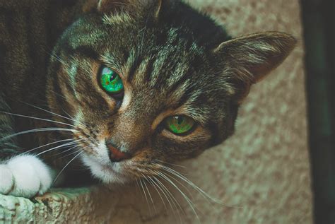 Cats With Green Eyes - All Breeds With This Eye Color » CatPointers