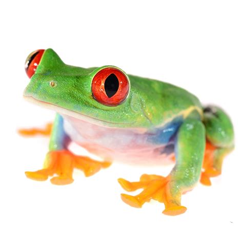 Red Eyed Tree Frog For Sale | Petco