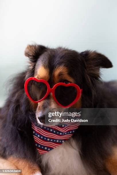 32 Dog American Flag Bandana Stock Photos, High-Res Pictures, and ...