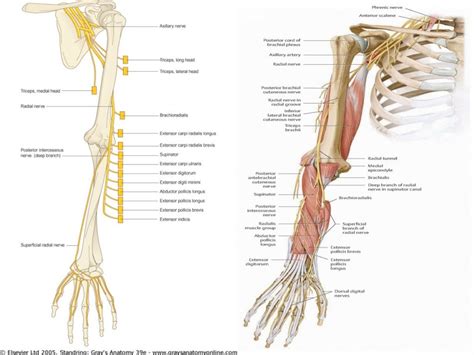 Radial nerve - Course & Relations / Applied Anatomy