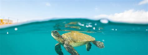 Ultimate Guide: Best Maui Snorkeling Spots for Beginners - Ruhls of the ...