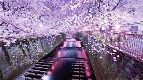 Japan Cherry Blossom Tree Wallpapers - Top Free Japan Cherry Blossom ...