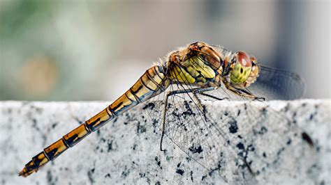 Wallpaper Dragonfly, macro insects photography, wings, nature, insects ...