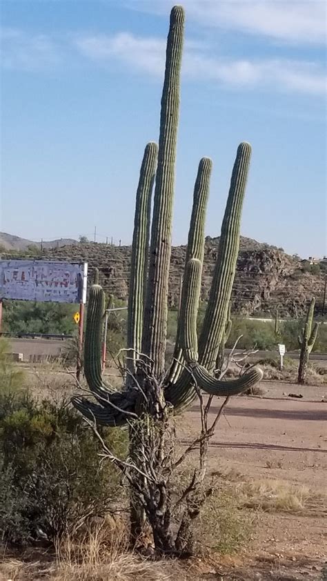 The beauty of Mojave desert in 2022 | Places to visit, Cactus plants ...