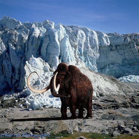 Woolly Mammoth photo - WP00011