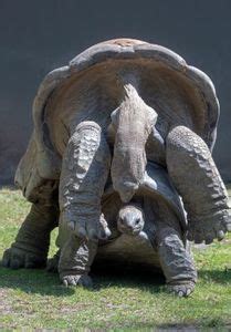 Aldabra Tortoise Care (Seychelles Tortoise) - All Turtles