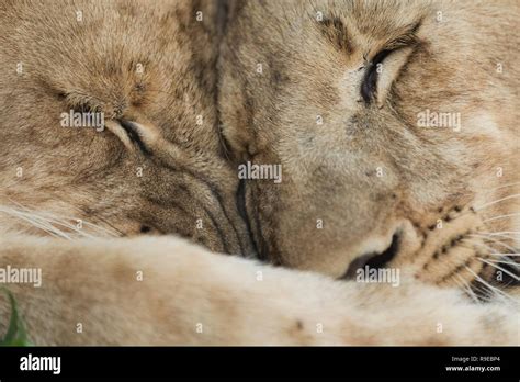 Lion cub hugging hi-res stock photography and images - Alamy