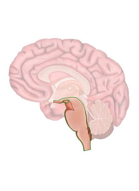 The Brain Stem Anatomy And 3d Illustrations