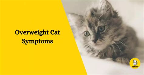 Overweight Cat Symptoms – Everything You Need To Know