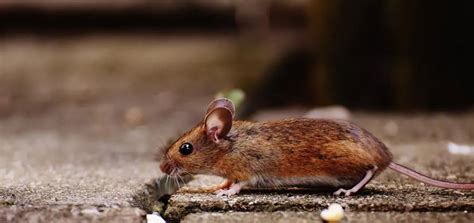 Mice removal program - Pesticides products,Herbicides,Fungicide and ...