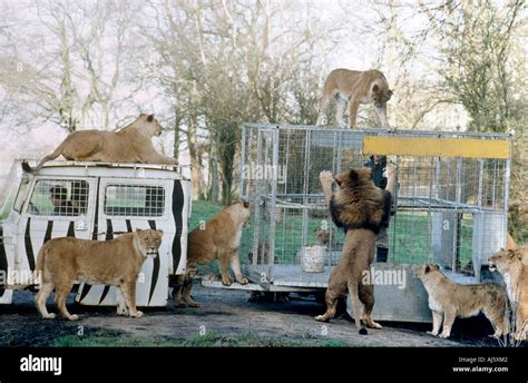 Feeding lion zoo keeper hi-res stock photography and images - Alamy