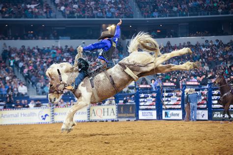 Bucking Horse Photos — Bull Stock Media