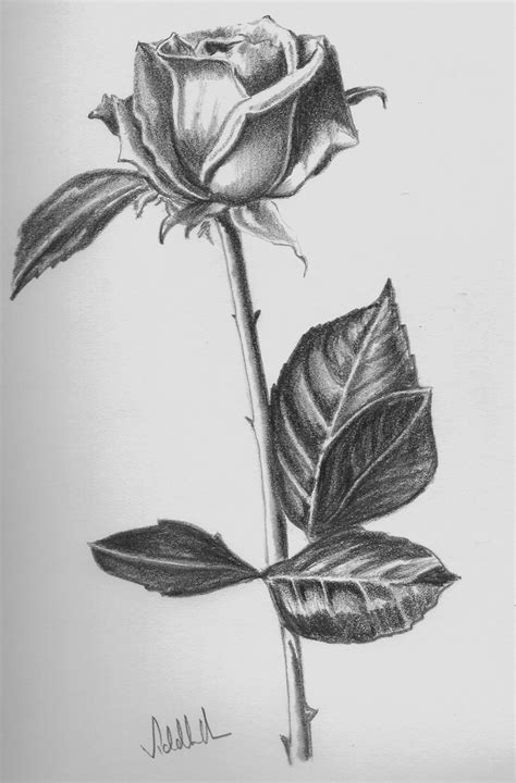 Flower Shading Drawing at PaintingValley.com | Explore collection of ...