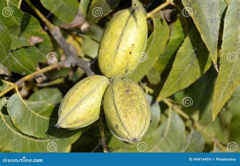 Pecan Tree Nuts Stock Photo - Image: 49416459