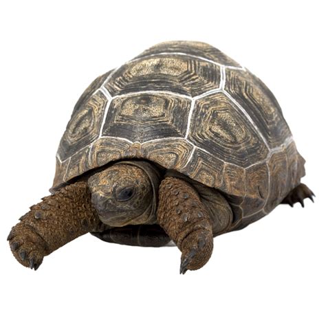 Aldabra Tortoise - ReptiChip LLC