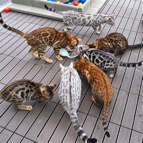 Bengal Cats Loveimages | silver bengal cat