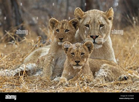 Lioness with cubs Stock Photo - Alamy