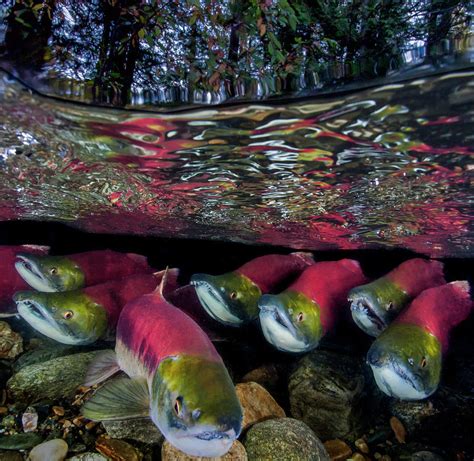 Sockeye Salmon Migration, British Columbia, Canada Photograph by David ...