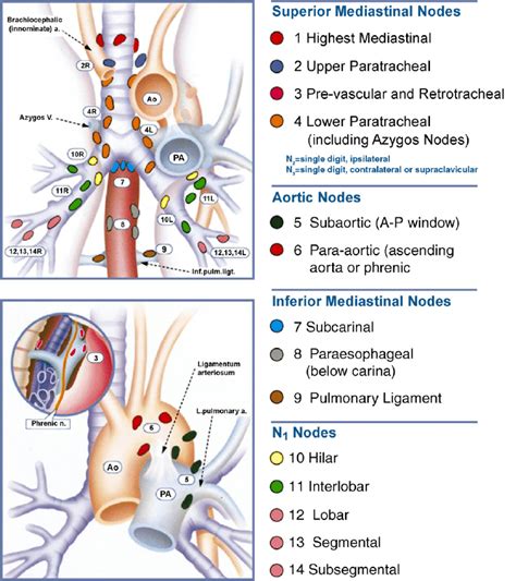 [DIAGRAM] Neck Lymph Node Levels Diagram - MYDIAGRAM.ONLINE