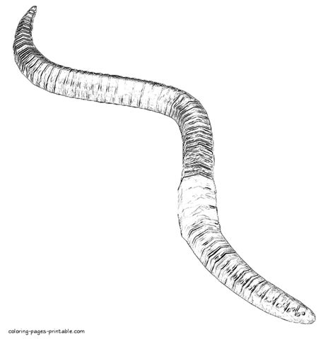 Realistic coloring pages. The earthworm || COLORING-PAGES-PRINTABLE.COM