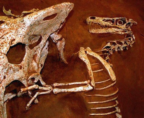 File:Velociraptor and Protoceratops - Fighting dinosaurs.jpg