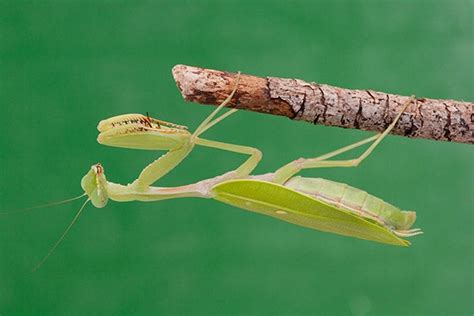 CUSTOM - Taxidermy Giant Praying Mantis - Hierodula venosa - agrohort ...