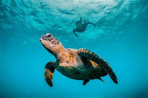 Hawaiian Green Sea Turtles: Top 5 Locations & Fun Facts