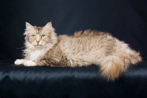 12 Ugly Cat Breeds (That We Still Love): Info, Pictures, Traits, & More ...