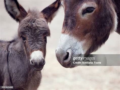 259 Baby Mule Stock Photos, High-Res Pictures, and Images - Getty Images