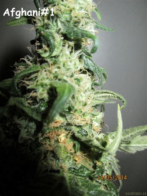 Original Afghani #1 (Seedsman) :: Cannabis Strain Gallery