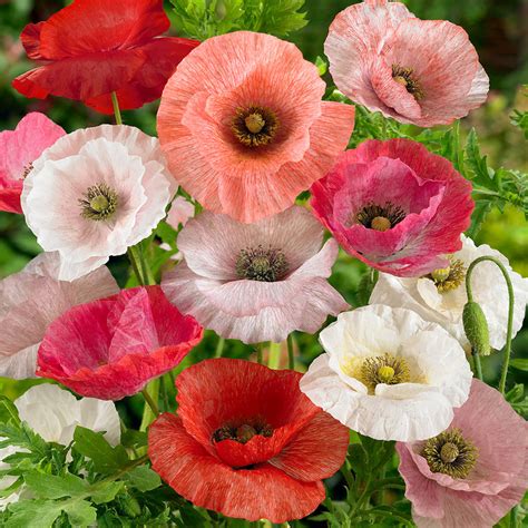 Papaver Rhoeas Mother of Pearl Poppy Flower Seed Mixture