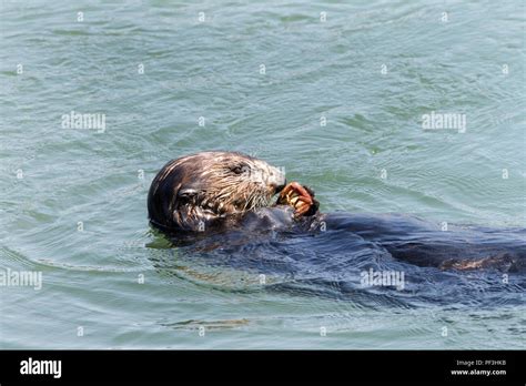 Cute Sea Otters Eating