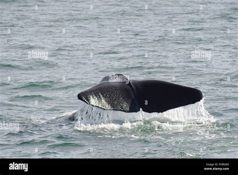 Sperm whale diving Stock Photo - Alamy