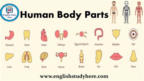 Basic Human Body Parts Names