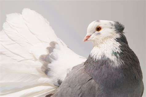 Indian Fantail Pigeon: Breed Guide - NE Pigeon Supplies