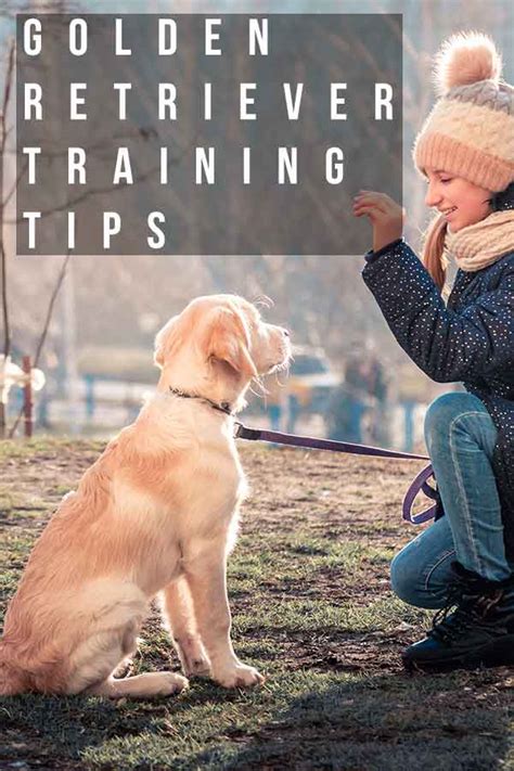 Golden Retriever Training Tips: 11 Great Ideas To Help You Train Your Dog