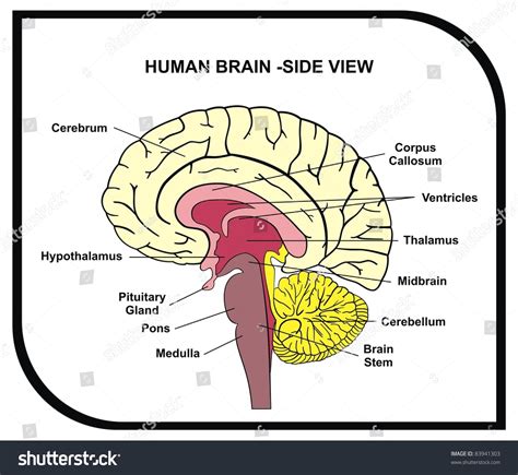 Human Brain Diagram Side View Parts Stock Photo 83941303 - Shutterstock