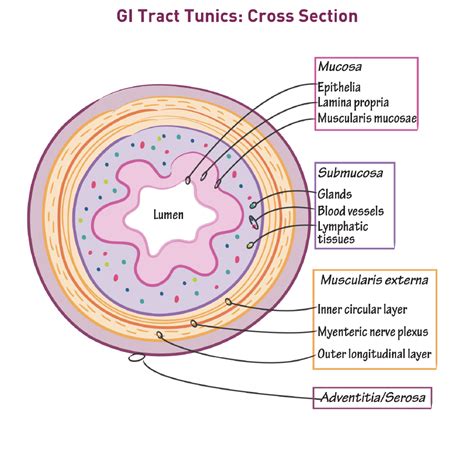 Gross Anatomy Glossary: Gastrointestinal Tract Tunics | Draw It to Know It