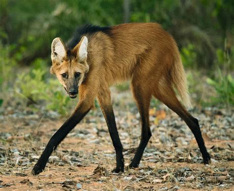 Meet the solitary, nocturnal maned wolf | Magazine Articles | WWF