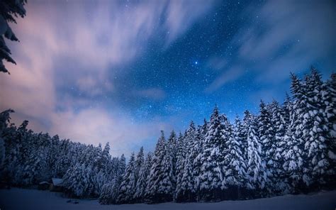 Snowy Night Forest