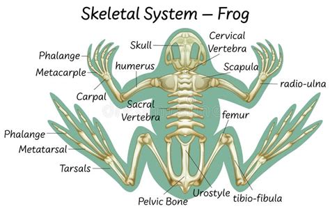 Female Frog Diagram