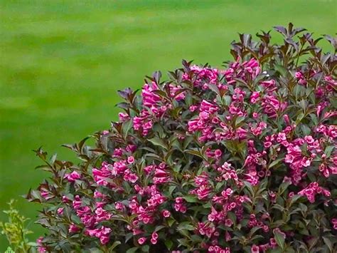 Flowering Shrubs | Deer Resistant Top Ten - PlantingTree