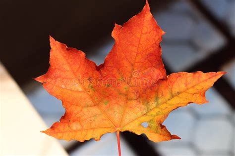 Beautiful Autumn Maple Leaf. Colors of Colors. Stock Image - Image of ...